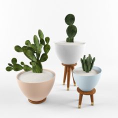 Cactus Set for decorating 3D Model