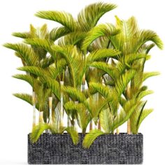 Collection of tropical plants 3D Model