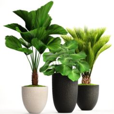 Palms in flowerpots 3D Model
