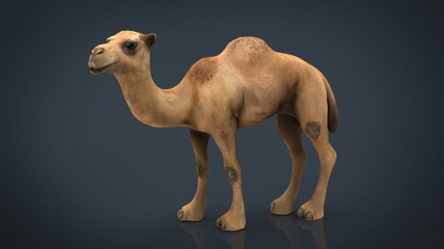 Camel 2 3D Model