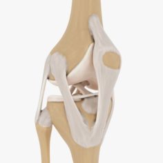 Knee-joint 3D model 3D Model