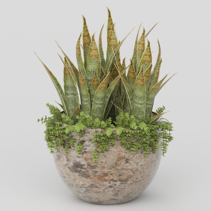 Vray Ready Potted Plant 3D Model