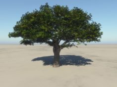 Summer Cherry Tree 1 3D Model
