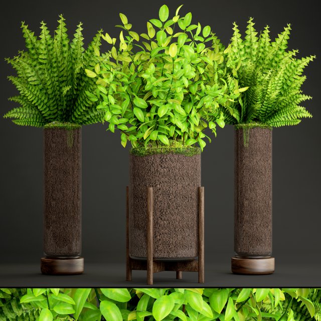Potted plants fern 3D Model