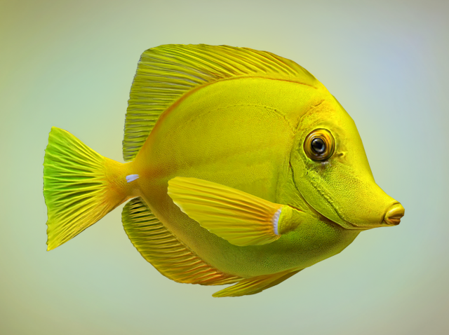 Yellow tang 3D Model