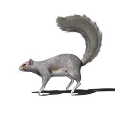 White Squirrel Rigged 3D Model