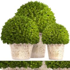 Topiary bush Buxus 3D Model