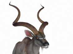 Antilope Animated 3D Model