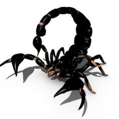 Scorpion Rigged Realistic 3D Model
