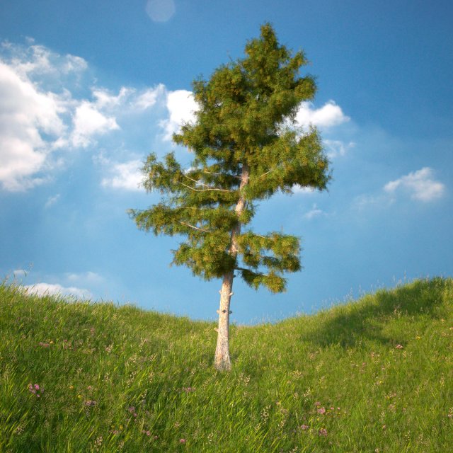 Cedar Tree No 3 3D Model