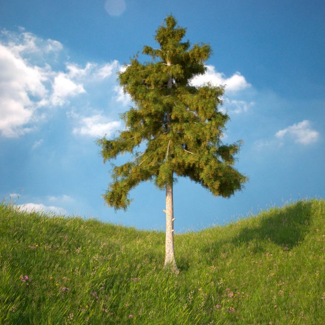 Cedar Tree No 5 3D Model
