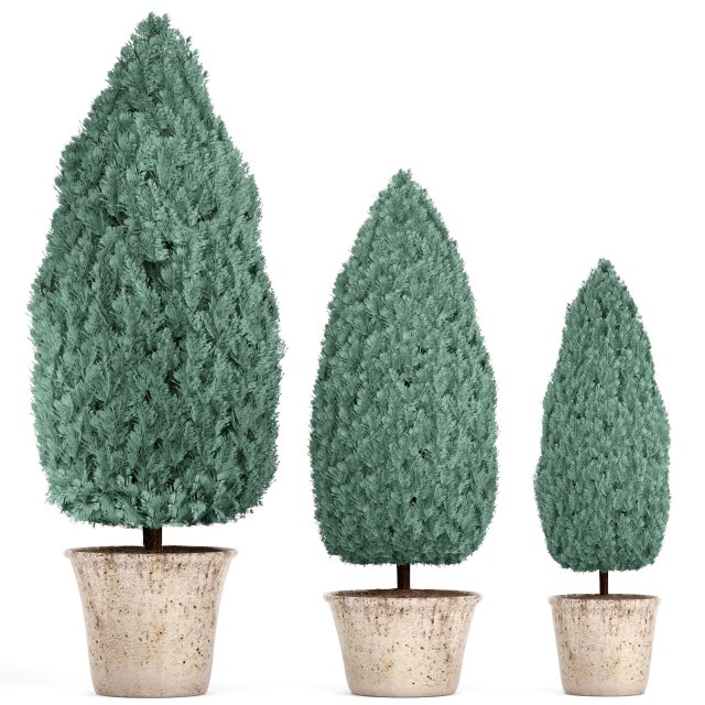 Cupressus and Thuja blue 3D Model