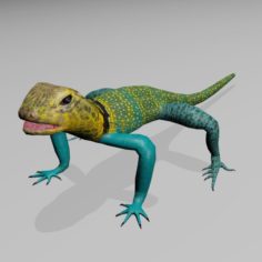 Collared Lizard 3D Model