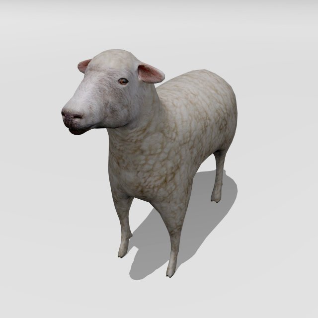Lamb 3D Model