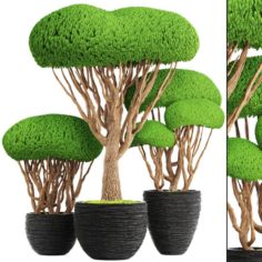 Bonsai tree 3D Model