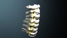 Cervical spine with cord 3D Model