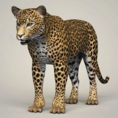 Photorealistic Wild Leopard 3D Model