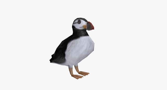 Puffin 3D Model