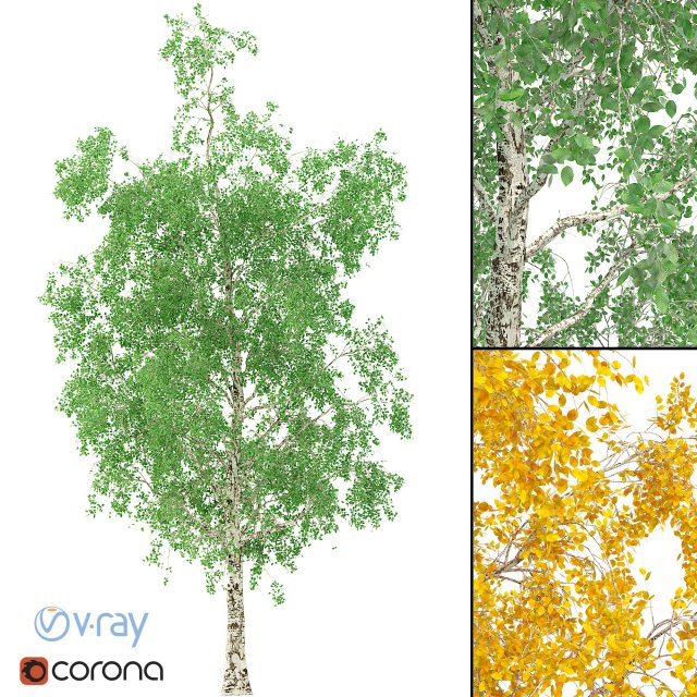 Birch Tree No 1 3 seasons 3D Model