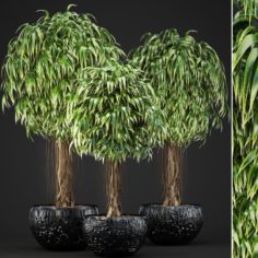 Ficus Alii trees 3D Model
