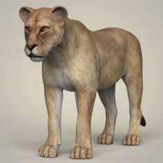 Photorealistic Wild Lioness 3D Model