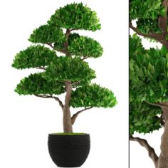 Bonsai tree 3D Model