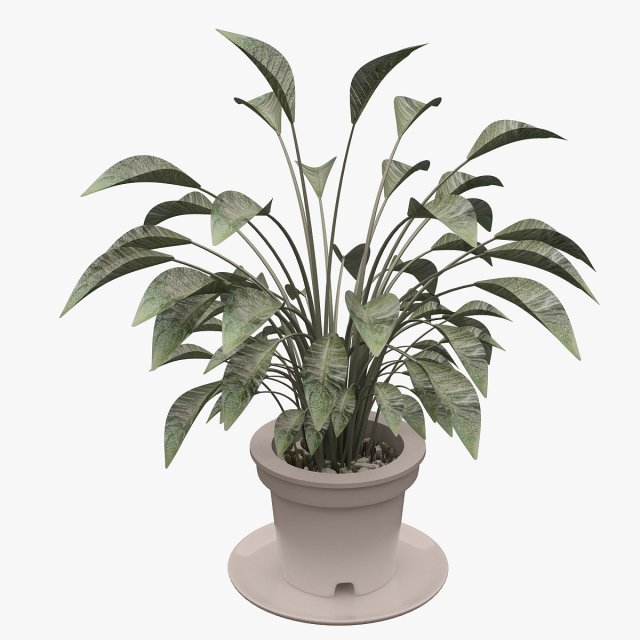 Plant 01 3D Model