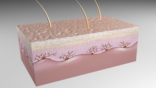 Skin Epidermis layers 3D Model