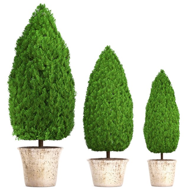 Cupressus and Thuja 3D Model
