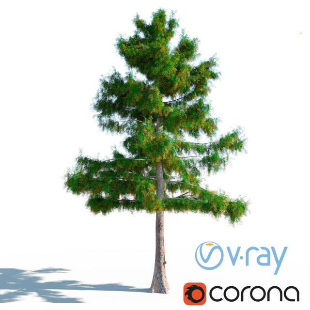 Cedar Tree No 2 3D Model
