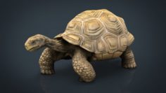 Giant Tortoise 3D Model