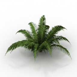 Fern 3D Model