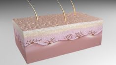 Skin Epidermis layers cross-section 3D Model