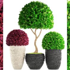 Topiary trees Buxus 3D Model