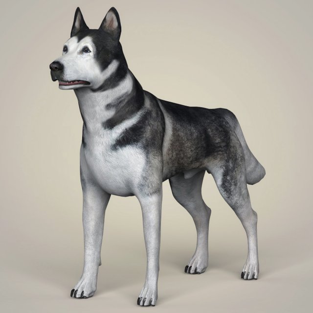 Realistic Alaskan Malamute Dog 3D Model