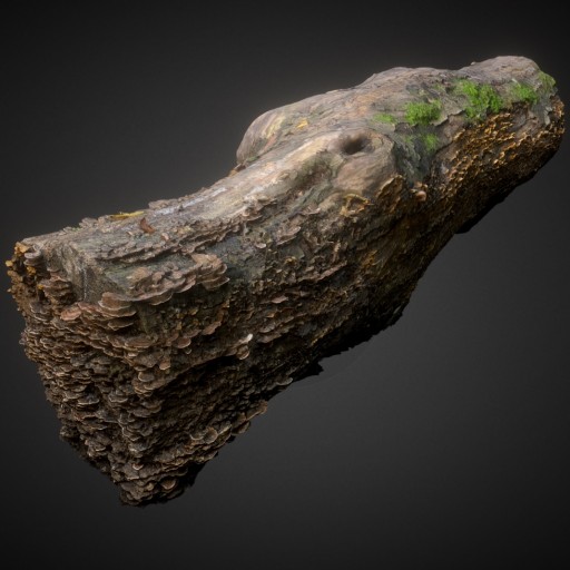 Decayed wood trunk with mushroom						 Free 3D Model