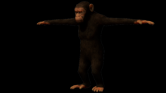Monkey ape 3D Model