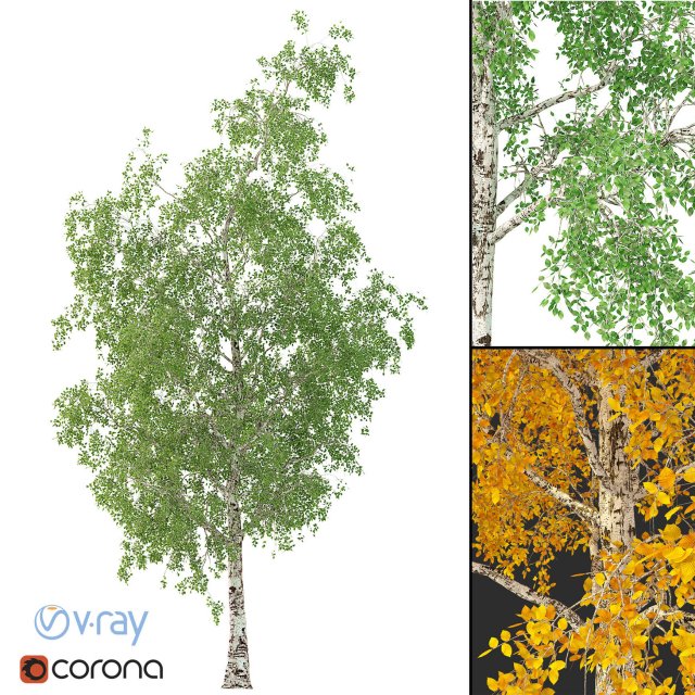 Birch Tree No 2 3 seasons 3D Model