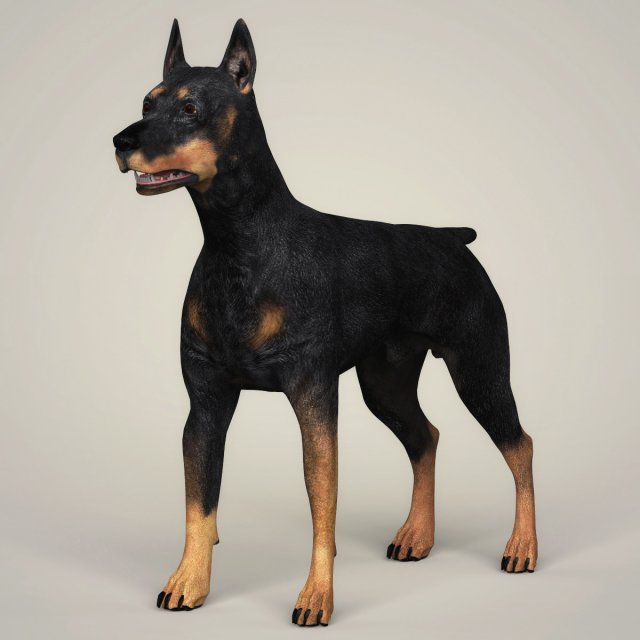 Realistic Doberman Dog 3D Model