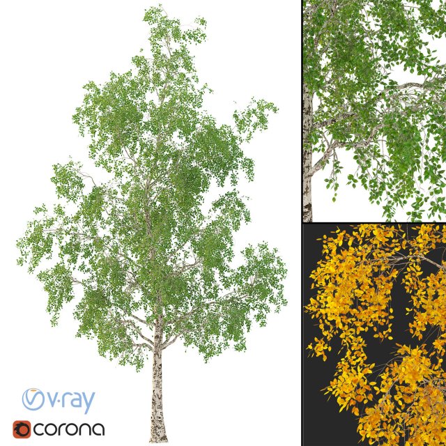 Birch Tree No 3 3 seasons 3D Model