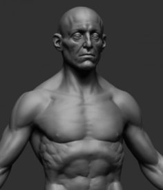 Male Anatomy v3 3D Model