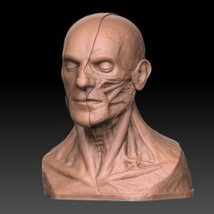 Human Head Artistic Anatomy 3D Print 3D Print Model