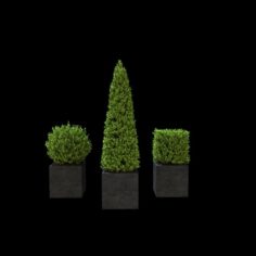 Outdoor plant bonsai171216 3D Model