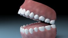 Teeth Tongue Mouth 3D Model
