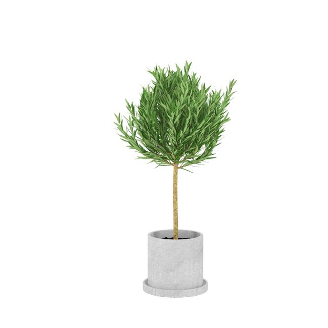 Plants 15 3D Model