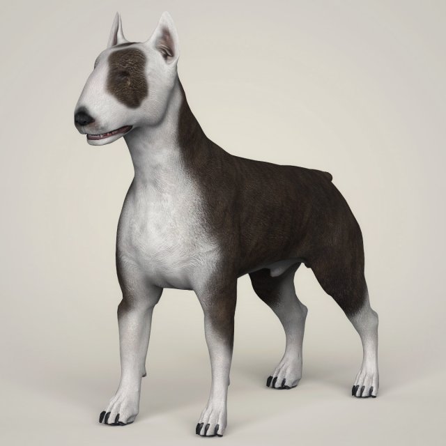 Realistic Bull Terrier Dog 3D Model