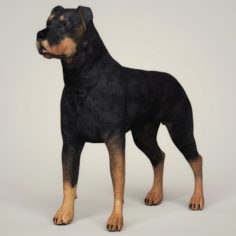Realistic Rottweiler Dog 3D Model