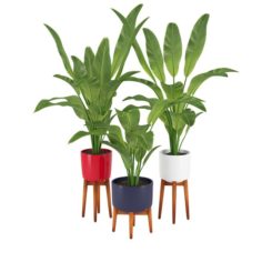 Plants 13 3D Model