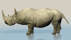 Realistic Wild Rhino 3D Model