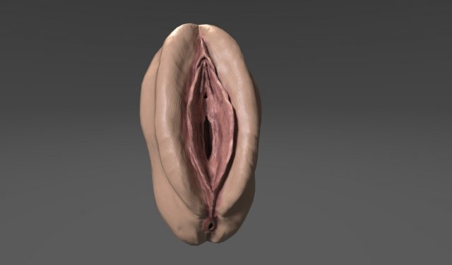 Realistic female Vagina 3D Model